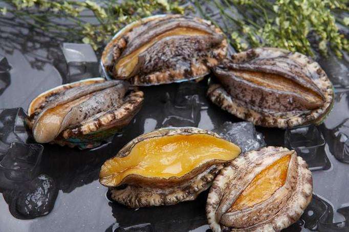 Rumah makanan istimewa laut: Pengeluar abalon profesional di Fujian, China