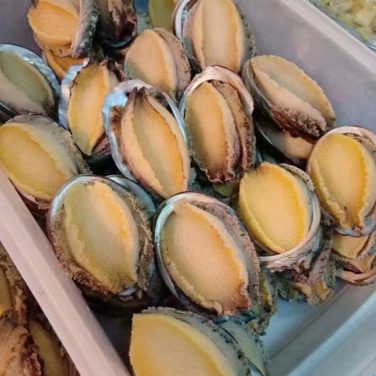 Shell-On, Gutted Abalone | Daging Abalone Beku Kilat Segar